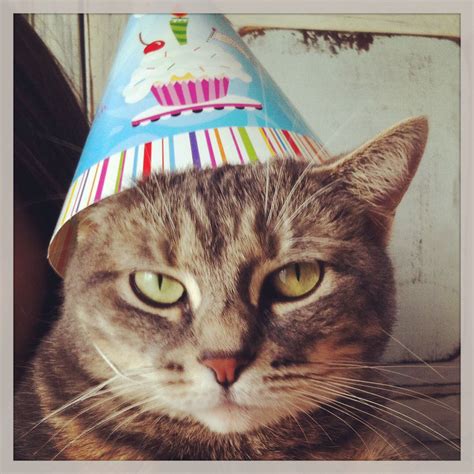 Cat Wearing Birthday Hat Funny Hats Birthday Hat Cats