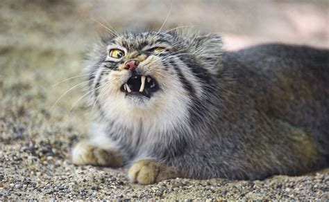 Science Proves That Science Doesnt Prove Anything Manul Cat Pallas
