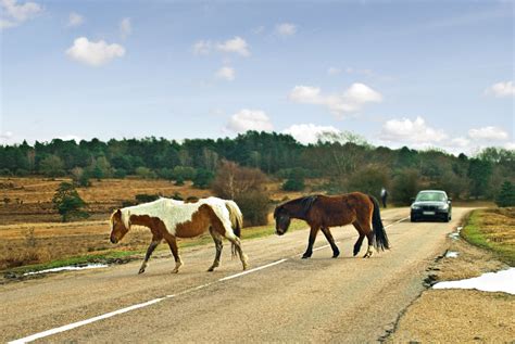 Where And How To See The Native Ponies Of The New Forest