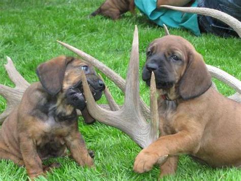 Hanover Hound Hanoverian Hound Scenthound Dogs Puppy Dog Puppies