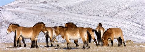 Winter Tour In Hustai National Park Mongolian Wild Horse Takhi