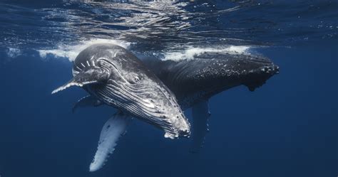 humpback whale blue whale wallpaper whales humpback whale wallpaper images