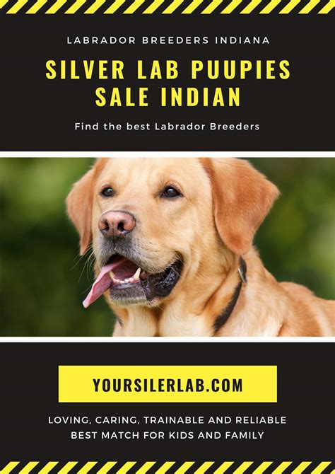 After completing an application, a puppies need a consistent schedule with frequent opportunities to eliminate where you want them to. Silver lab puppies for sale in Indiana-Friendly Labrador Breeders 2021