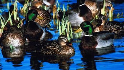 Migration Routes Of The Mallard Animals Momme