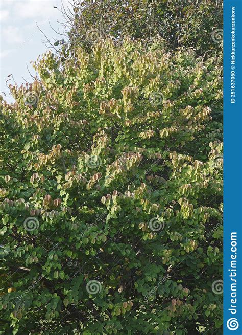 Heronswood Katsura Tree Foliage Stock Photo Image Of Angiosperm