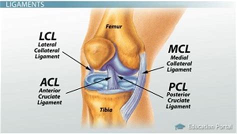 The function of ligaments is connecting one bone to another bone, according to medlineplus. Fibrous Connective Tissue: Function & Types - Video ...