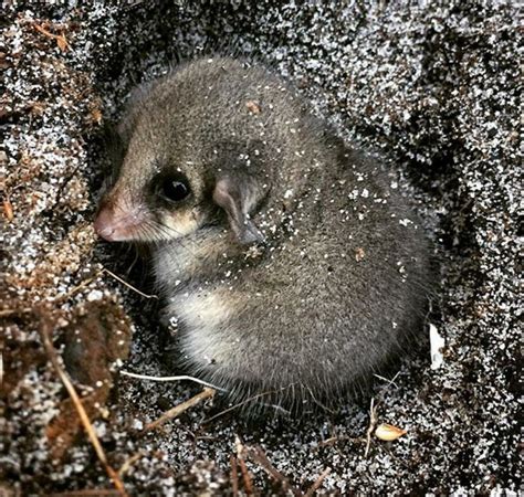 Eastern Pygmy Possum Australia Animals Animals Possum