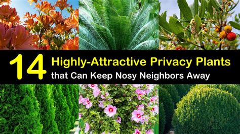 Tall Privacy Plants Backyard Privacy 10 Best Plants To Grow Bob Vila
