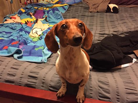 Good Morning Dachshund