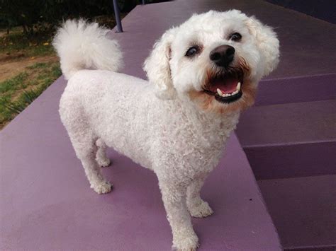 Bichon Frise Jojo King Of The World Last Of The Summer Haircuts