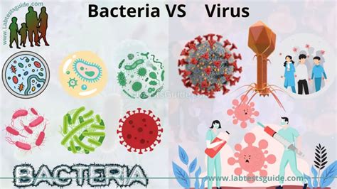 Difference Between Bacteria And Virus Lab Tests Guide