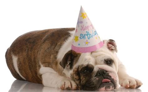 Dog Wearing Birthday Hat Stock Photo Image Of Emotional