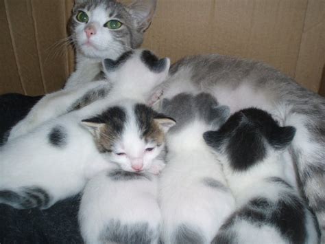 Gatos bebés para adoptar Bogotá - Imagui