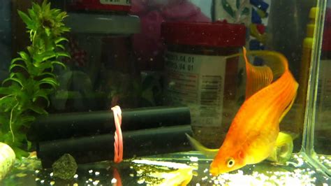 Aquarium Double Red Swordtail Fish Female Giving Birth To Fried Youtube