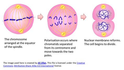 Types Of Cell Division Biology Wise