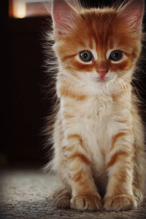 Cutest cat ever.... Wish he were mine!!! | Cutest cats ever, Animals, Cute cat