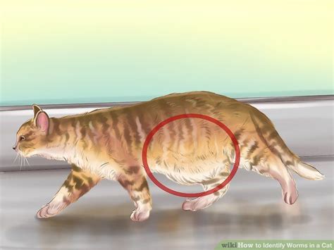 How To Identify Worms In A Cat 14 Steps With Pictures Wikihow