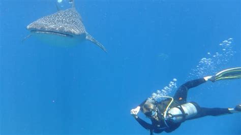 Cairns Dive Operators Amazed By Whale Shark Encounters On Great Barrier