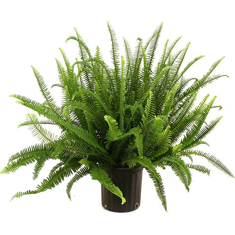 Costa Farms Live Indoor 2ft Tall Green Kimberly Queen Fern Indirect