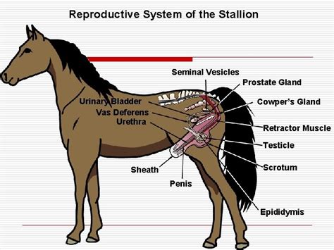 Animal Reproduction Lesson 1 Male Reproductive System Lesson