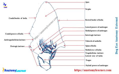 Dog Ear Anatomy The Anatomical Features From The External Middle And