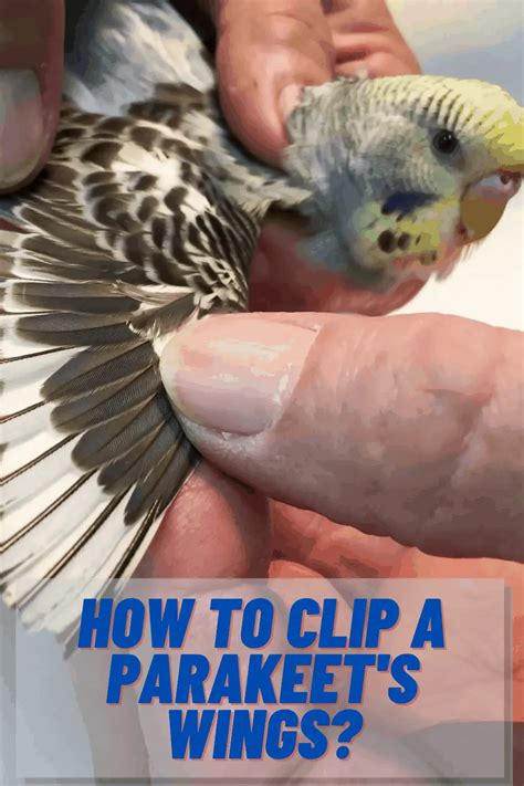 How To Clip And Trim Parakeets Wings Easy Steps