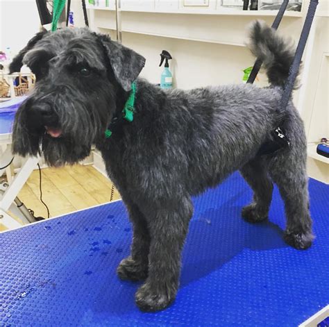 We did not find results for: What a transformation Miniature Schnauzer - Lola. Full ...