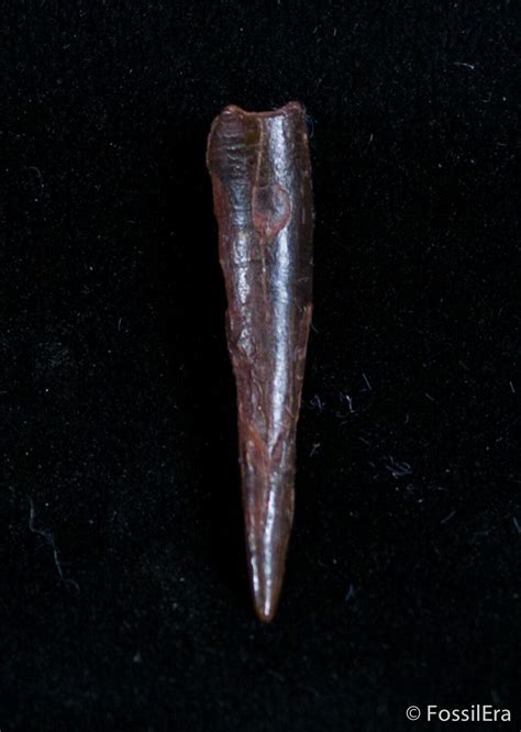 8 Inch Pterosaur Tooth Tegana Formation 2972 For Sale