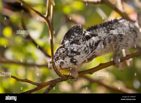 Africa Madagascar Malagasy Giant Chameleon Sitting On Branch Stock