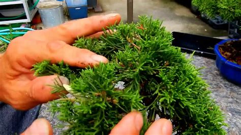 How To Pruning Juniperus Trimming Juniper Bonsai 1 Youtube