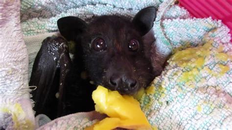 Rescued Bat Stuffs Cheeks Full Of Fresh Mango Youtube