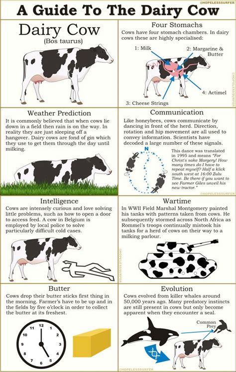 A Guide To The Dairy Cow Dairy Cow Facts Dairy Cows Ag Science