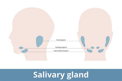 Salivary Glands Advanced Ent And Allergy