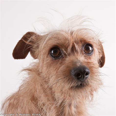 Head Portrait Of Cairn Terrier Mix Photographed Against A White