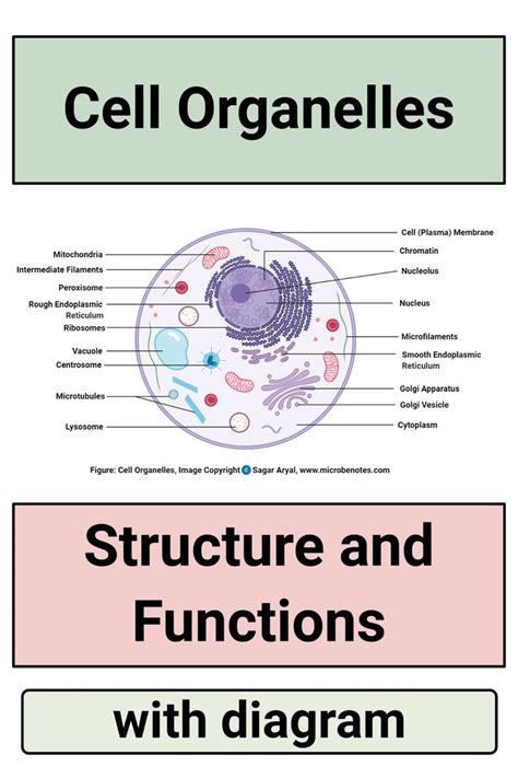 Cell Organelles Structure And Functions With Diagram On The Side By Side Labeled In Red