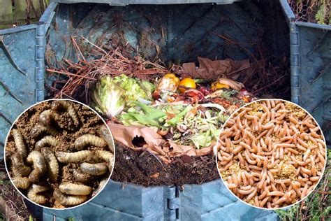 Grubs Or Maggots In Compost What To Do