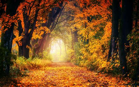 Forest Wallpaper 4k Dirt Road Maple Trees Autumn Fall Light 5k