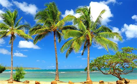 Hd Wallpaper Palms Green Coconut Trees Painting Nature Beach Sky