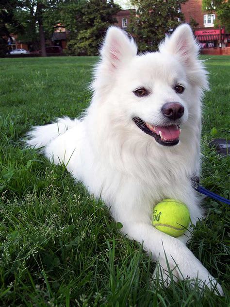 American Eskimo Dog Breed Information Pictures And More