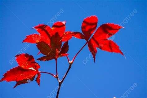 Red Autumn Leaves Under Blue Sky Background Fall Red Leaves Autumn