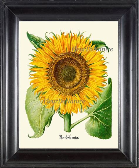Sunflower Print Wall Art 12 Botanical Beautiful Antique Large Yellow