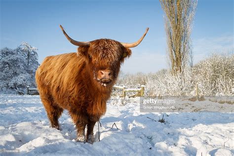 Highland Cow In Snow Stock Photo Getty Images