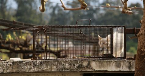 Best Traps For Stray Cats Most Secure Way To Catch Strays