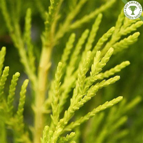 Cupressus Macrocarpa Goldcrest Hedging Plants Monterey Cypress