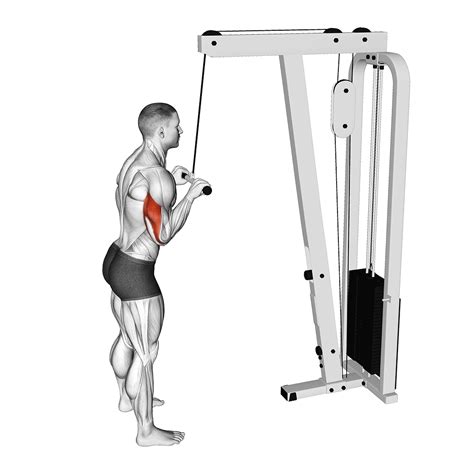 Triceps Pushdown Benefits Muscles Worked And Variations Inspire Us