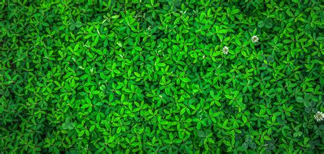 Free Green Leaf Blurred Hd Wallpaper Backgrounds Jzarobo