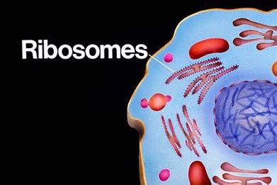 Maybe you would like to learn more about one of these? Ribosomes and Lysosomes - Organelles