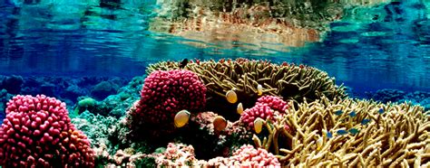 Great Barrier Reef News Facts You Need To Know
