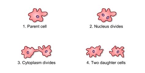 Amoebas Sexual Reproduction And A History Department Decoding The
