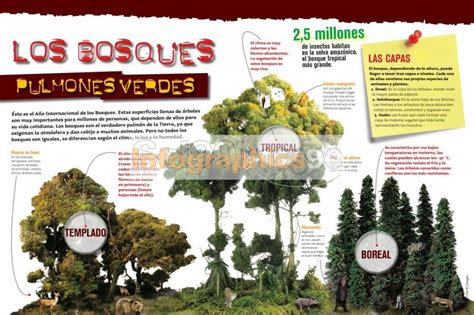 infografía bosques infographics90